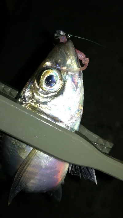 ナイトアジング