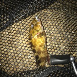 メバリング&ガシリング(^^)