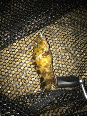 メバリング&ガシリング(^^)