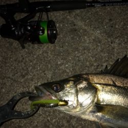 コアマンRJでシーバス