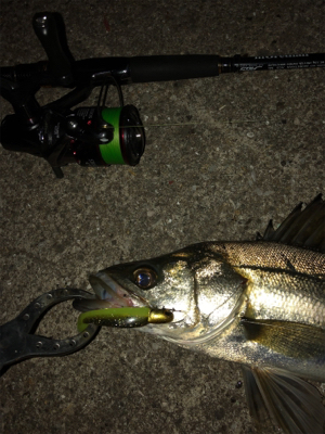 コアマンRJでシーバス