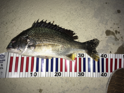 ガングロゲーム