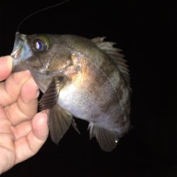 メバルの数釣りライトゲーム