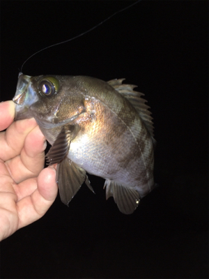 メバルの数釣りライトゲーム