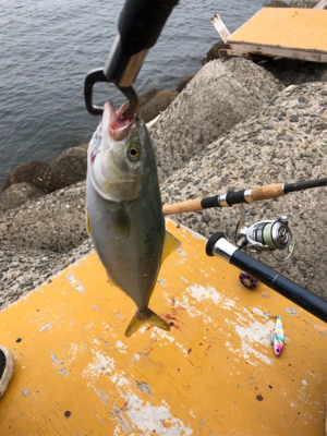 今シーズン初フィッシュ