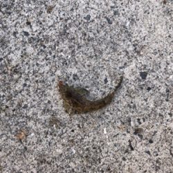 淡路島チョイ投げ