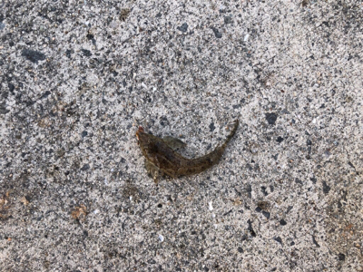 淡路島チョイ投げ