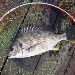 エビ撒きに反応高い