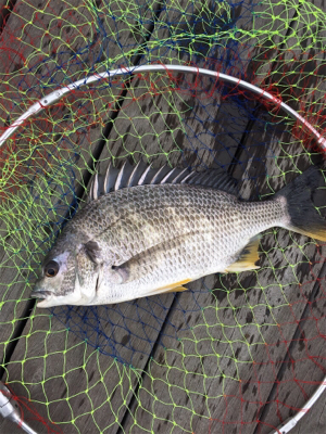 エビ撒きに反応高い