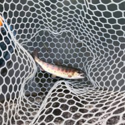 アウトドアビレッジ発光路の森フィッシングエリア