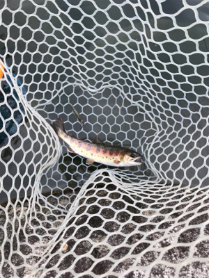 アウトドアビレッジ発光路の森フィッシングエリア