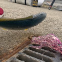 回遊ツバスとシーバスチェイスは。。。