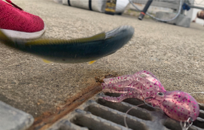 回遊ツバスとシーバスチェイスは。。。