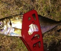 アジンガー1855〜1935