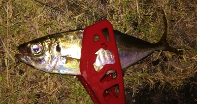 アジンガー1855〜1935