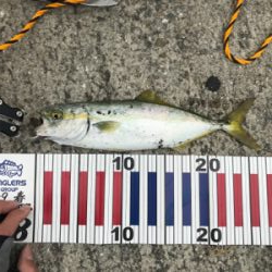 噂のミニツバス