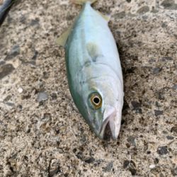 なんやかんや釣れた！！！！