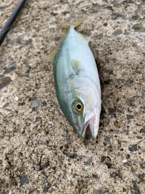 なんやかんや釣れた！！！！