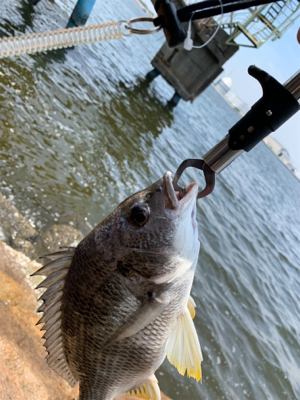 ショアジギ不発からのチニング