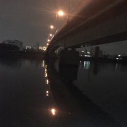 シーバスやっと出たー