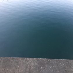 朝まづめアジング