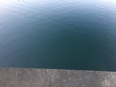 朝まづめアジング