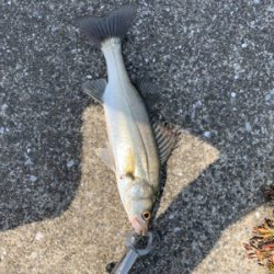 アベレージサイズシーバス！！