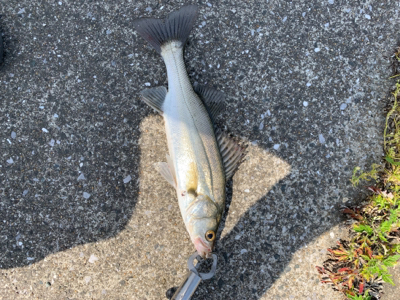 アベレージサイズシーバス！！