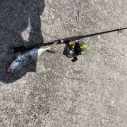 ツバス祭り 無限に当たる