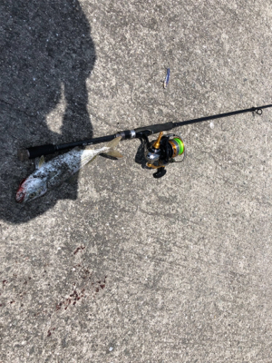 ツバス祭り 無限に当たる