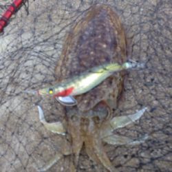 惣津エギングからの美保関ジギング!