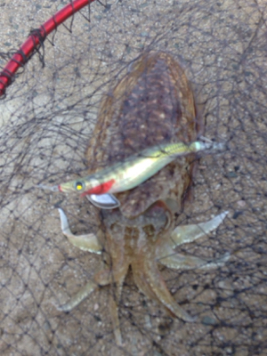 惣津エギングからの美保関ジギング!