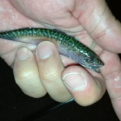 ナイトアジング