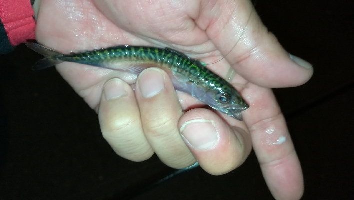 ナイトアジング