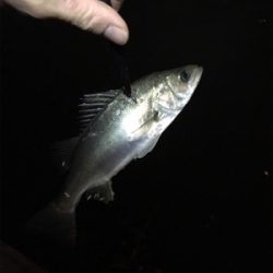 バチパターン！