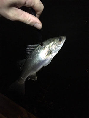 バチパターン！