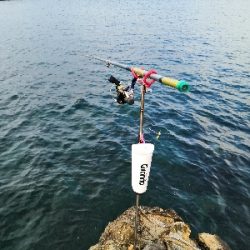 自作ヤエンでアオリイカ