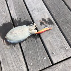 コウイカ エギング