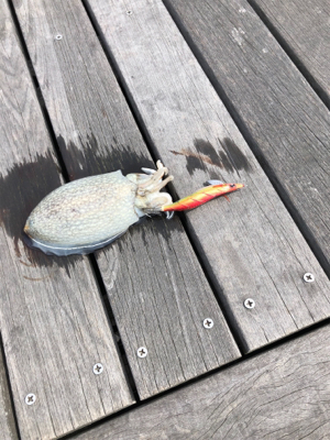 コウイカ エギング