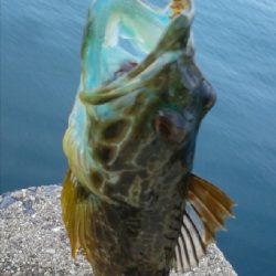 アナハゼの猛攻