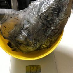 久々にコウイカ