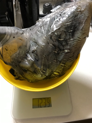 久々にコウイカ