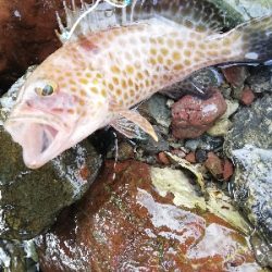 ショアジギング！