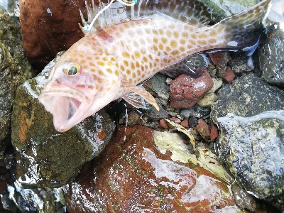 ショアジギング！