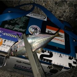 久しぶりのアジング