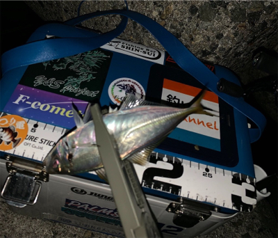 久しぶりのアジング