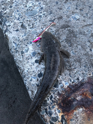 朝まずめと夕まずめのダブルヘッダー