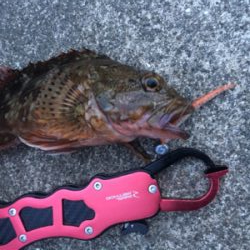 ロックフィッシュ