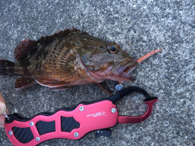 ロックフィッシュ