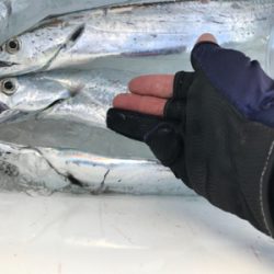 初タチウオです!